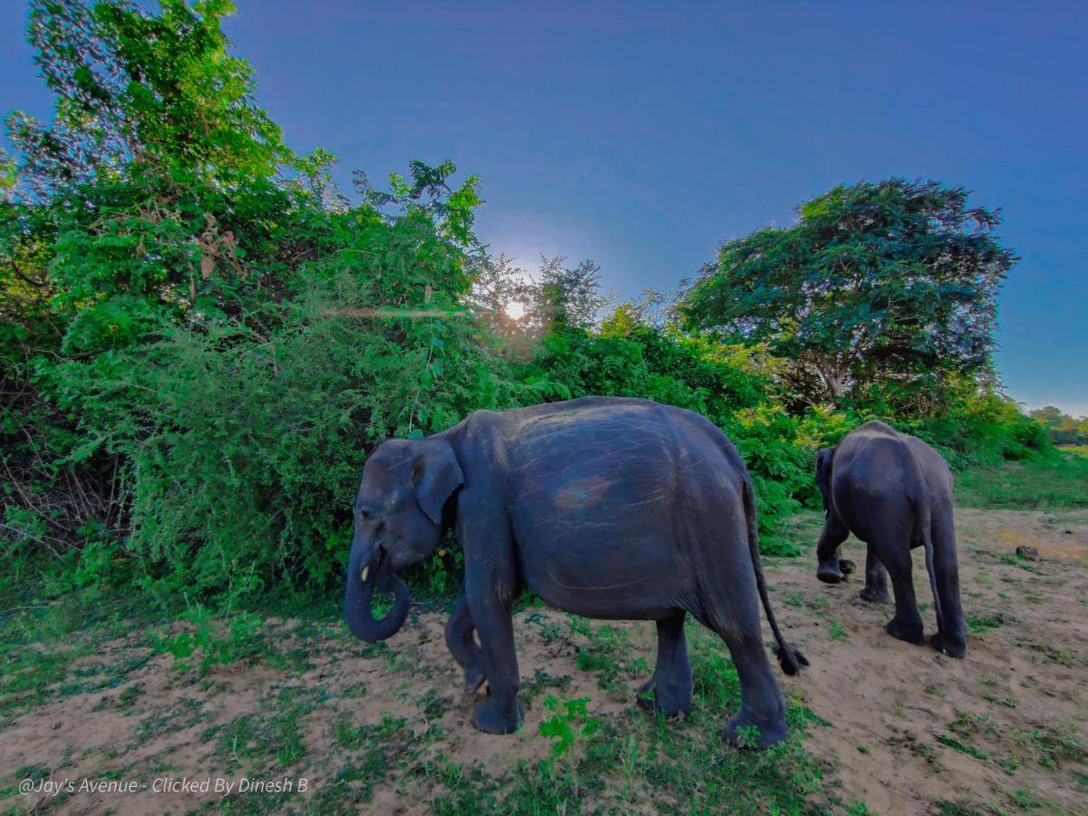 Jay'S Avenue Hotel Udawalawe Luaran gambar